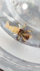 Spirontocaris prionota