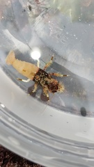 Spirontocaris prionota