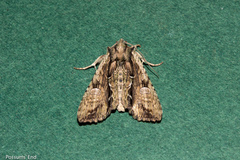 Meterana decorata