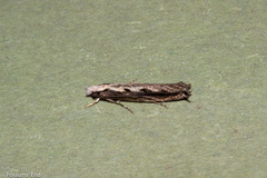 Erechthias fulguritella