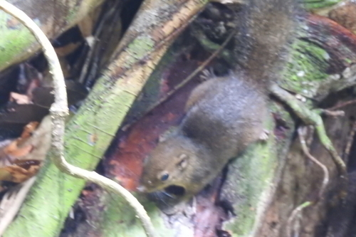 Low's Squirrel