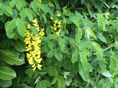 Laburnum anagyroides