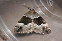 Pseudocoremia pergrata