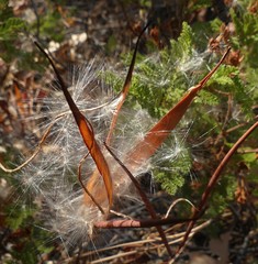 Asclepias fascicularis