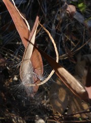 Asclepias fascicularis