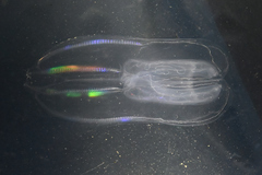 Bolinopsis microptera