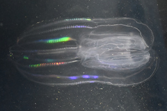 Bolinopsis microptera