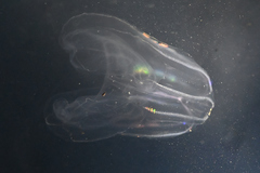 Bolinopsis microptera