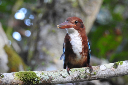 White-throated Kingfisher (Halcyon smyrnensis), photo 5