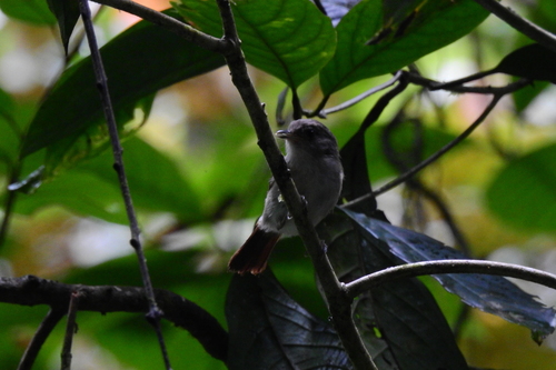 Brown Fulvetta (Alcippe brunneicauda), photo 8