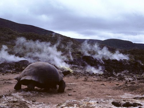 Galápagos Giant Tortoise, Isabela, Parque Nacional Galápagos, EC-GA, EC, photo 7 of 10