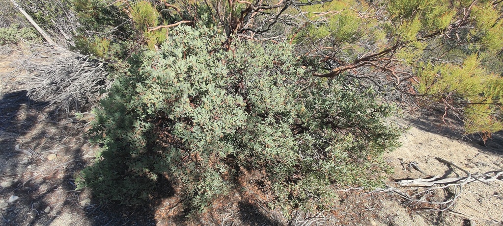 Arctostaphylos Glandulosa Glandulosa From San Diego County, Ca, Usa On 