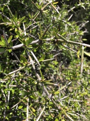 Rhopalum aucklandi