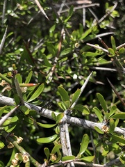 Rhopalum aucklandi