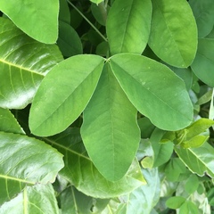 Laburnum anagyroides