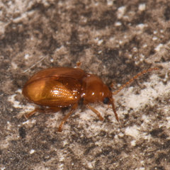Neocrepidodera robusta