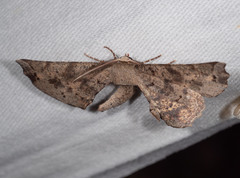 Parepisparis excusata