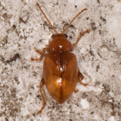 Neocrepidodera robusta