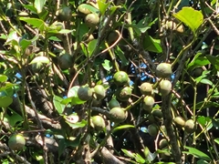 Diospyros maritima