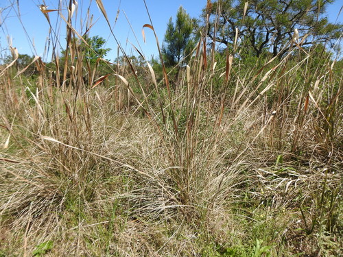 Image of Saccharum Angustifolium (Saccharum angustifolium) by (c) Leonel Roget, some rights reserved (CC BY)