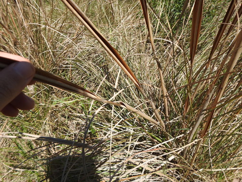 Image of Saccharum Angustifolium (Saccharum angustifolium) by (c) Leonel Roget, some rights reserved (CC BY)