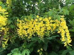 Laburnum anagyroides
