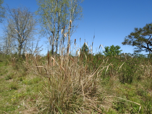 Image of Saccharum Angustifolium (Saccharum angustifolium) by (c) Leonel Roget, some rights reserved (CC BY)