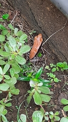 Hydrophylax bahuvistara