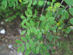 Rhus virens