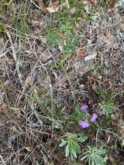 Phlox