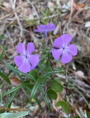 Phlox