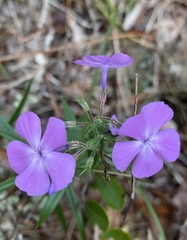 Phlox