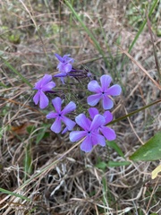 Phlox