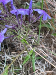 Phlox