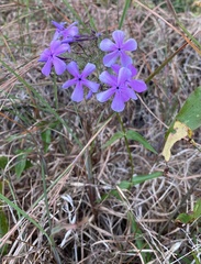 Phlox