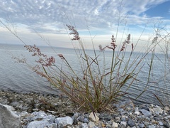 Melinis repens
