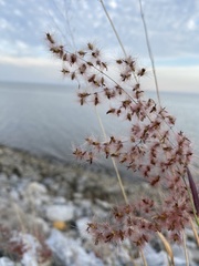 Melinis repens