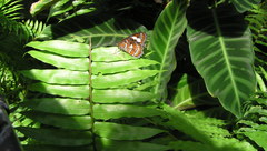 Cethosia penthesilea