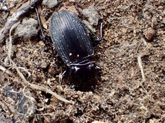 Megadromus guerinii