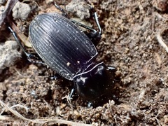 Megadromus guerinii