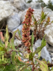 Rumex