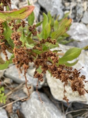 Rumex