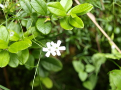 Heliosperma pusillum