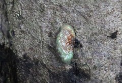 Ellobiidae