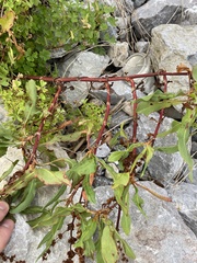Rumex