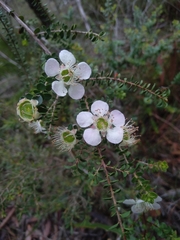 Leptospermum rotundifolium