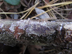 Corticium roseocarneum