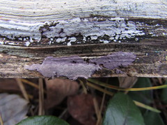 Corticium roseocarneum