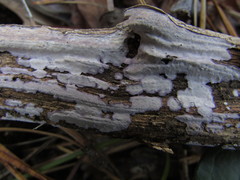 Corticium roseocarneum