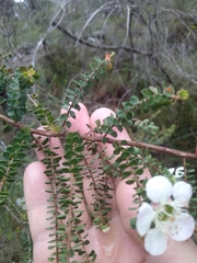 Leptospermum rotundifolium